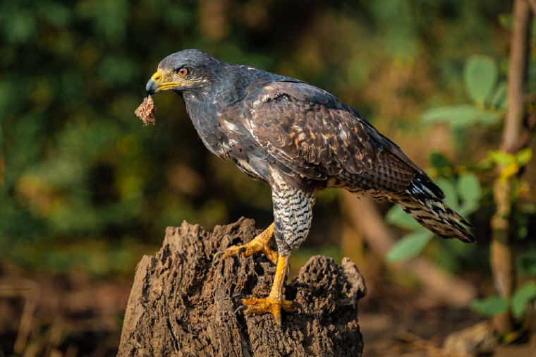 091 Tarcoles, zwarte buizerd.jpg